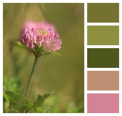 Clover Red Clover Meadow Image